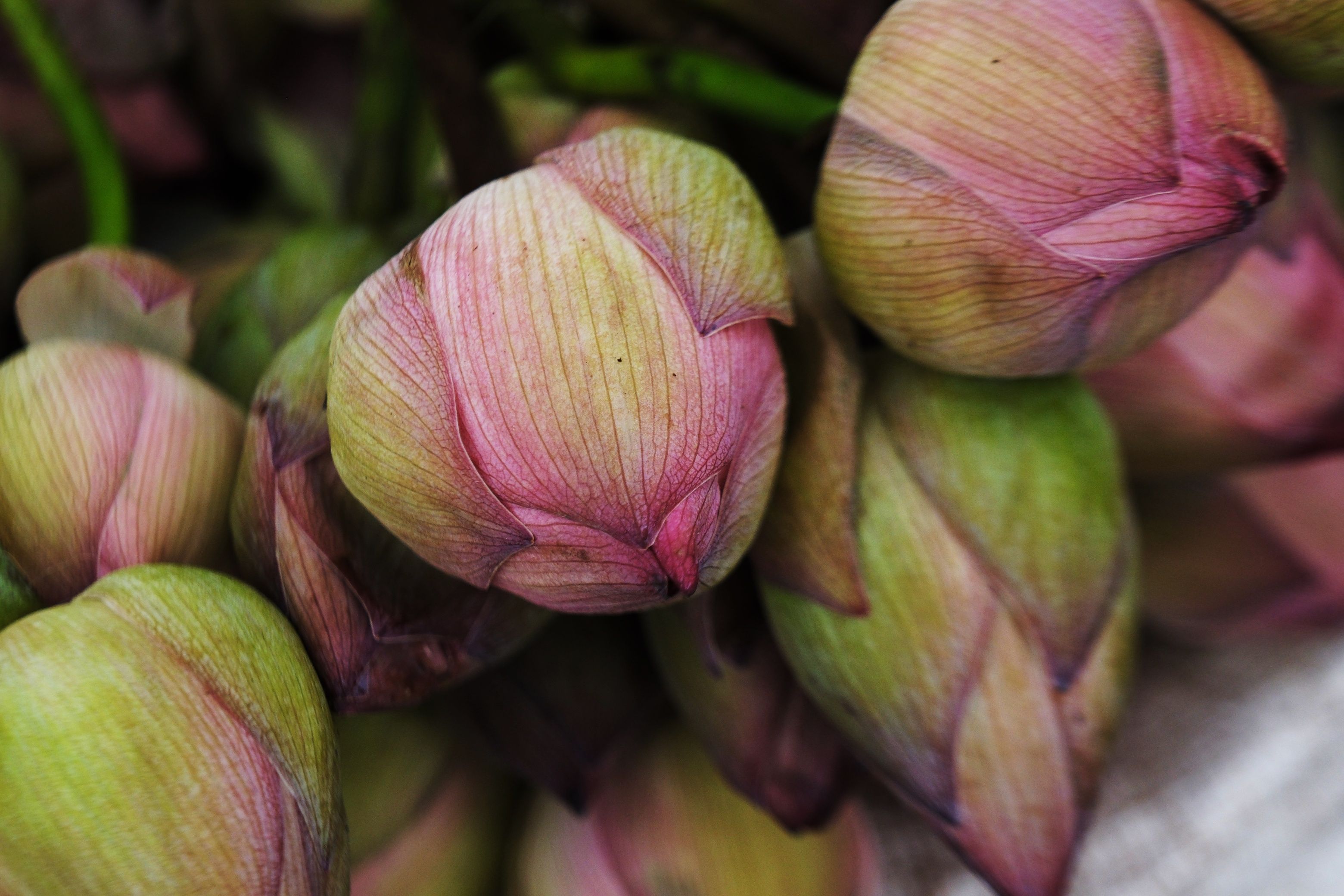 India Lotus Photos, Download The BEST Free India Lotus Stock Photos ...