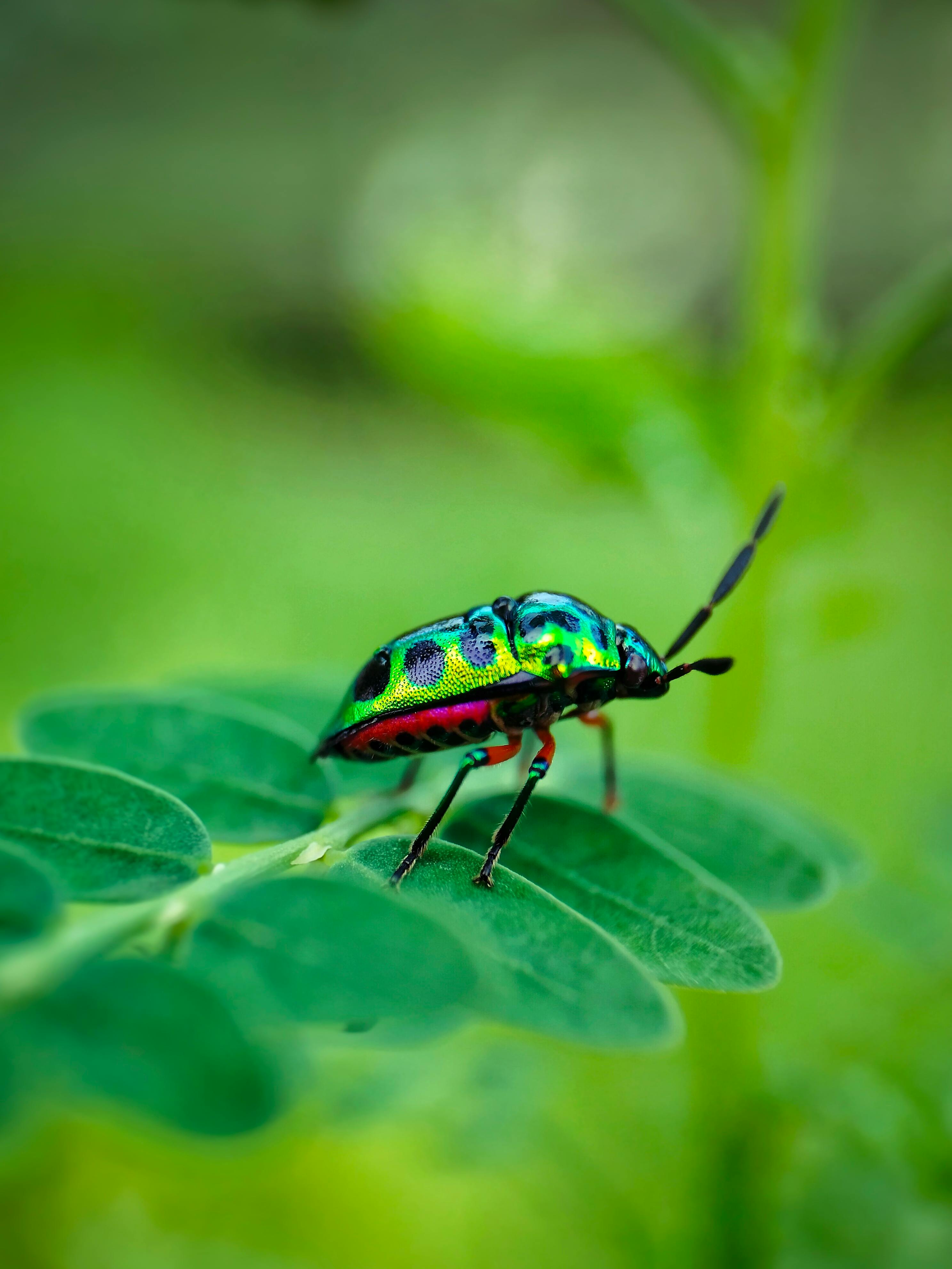 Close-up of a vibrant jewel bug on a leaf, showcasing its iridescent colors in natural light.