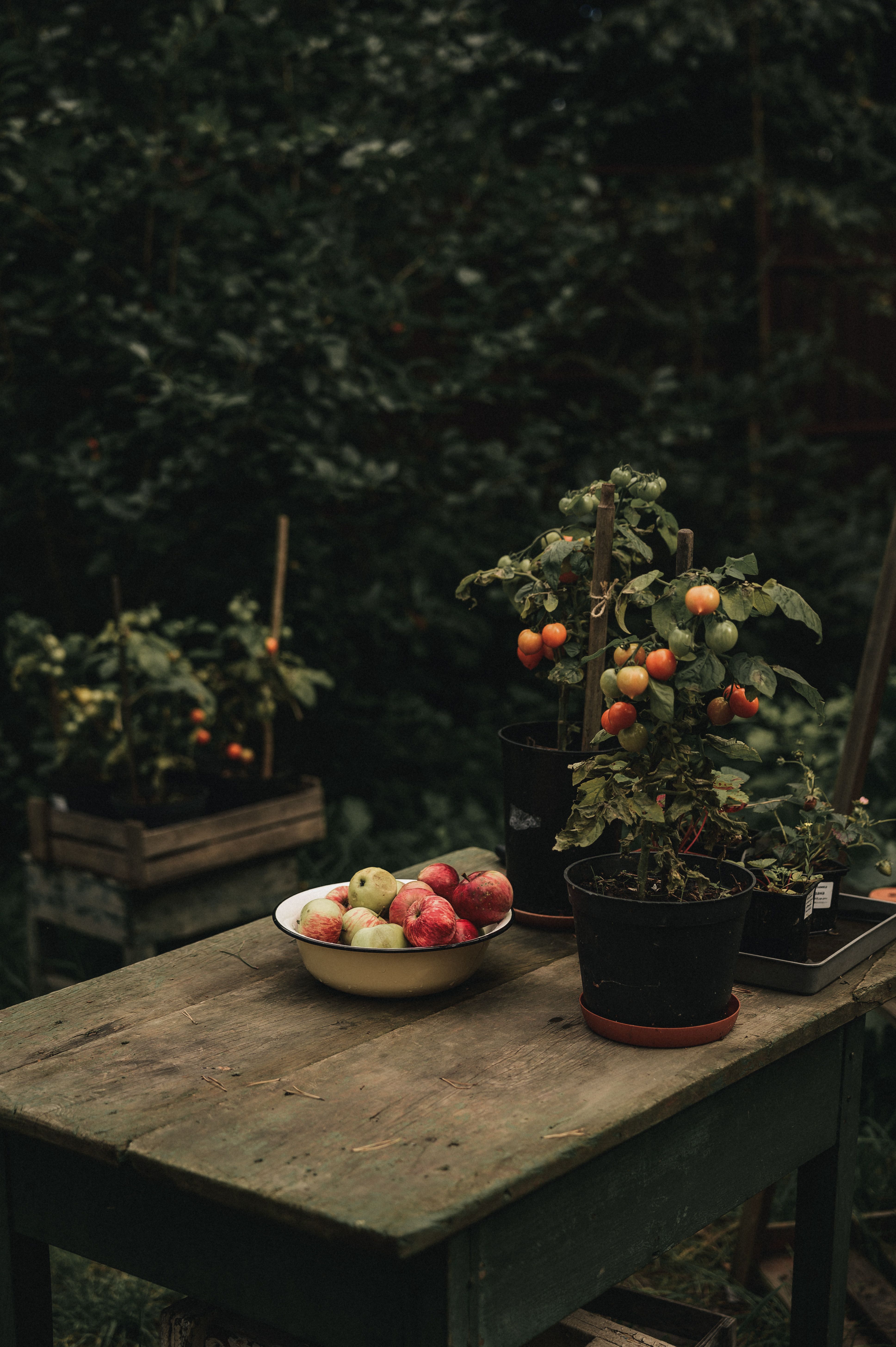Comment réussir la culture des légumes dété en pots sur balcon - illustration