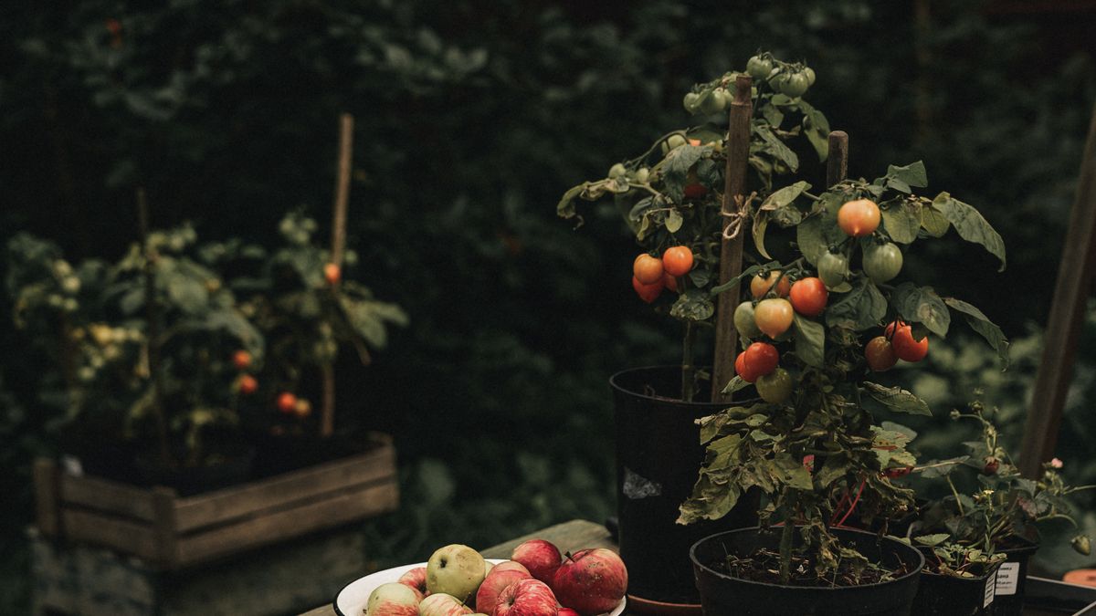Comment réussir la culture des légumes dété en pots sur balcon - illustration