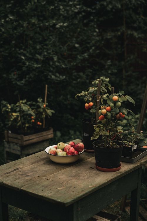 Free A rustic garden scene with tomato plants and a bowl of apples on a wooden table. Stock Photo