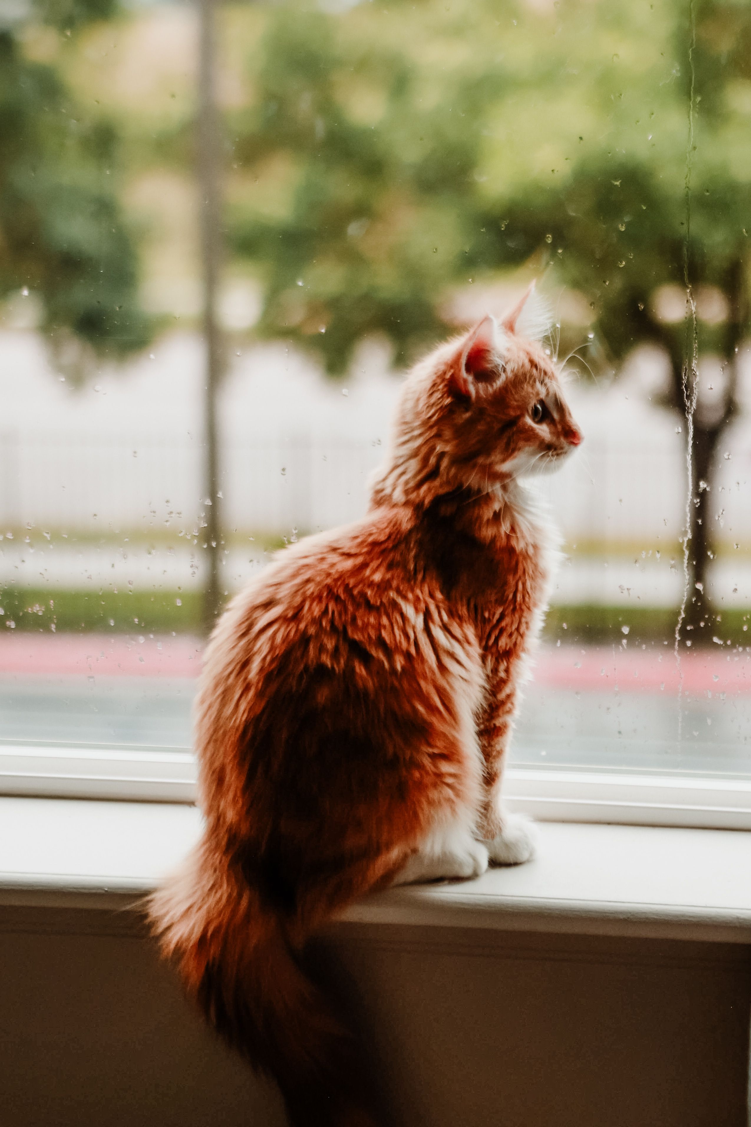 A ginger cat sits on a windowsill, gazing outside at a rainy scene, capturing a calm autumn mood.