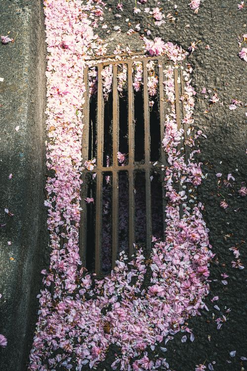 Free Cherry blossom petals cover a street drain, creating a striking visual contrast. Stock Photo