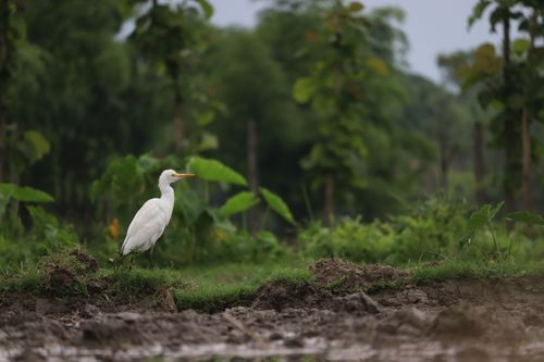 Free A serene white egret stands amidst lush greenery, captured in a natural outdoor environment. Stock Photo