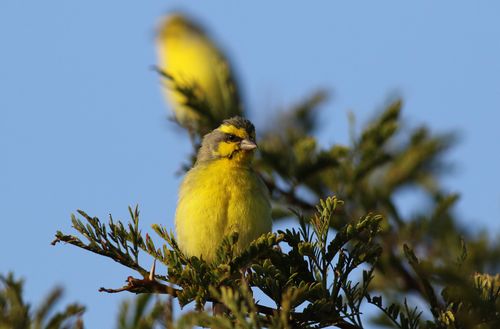 Free Vibrant Yellow-Fronted Canary perched on a branch against a clear blue sky, showcasing natural beauty. Stock Photo