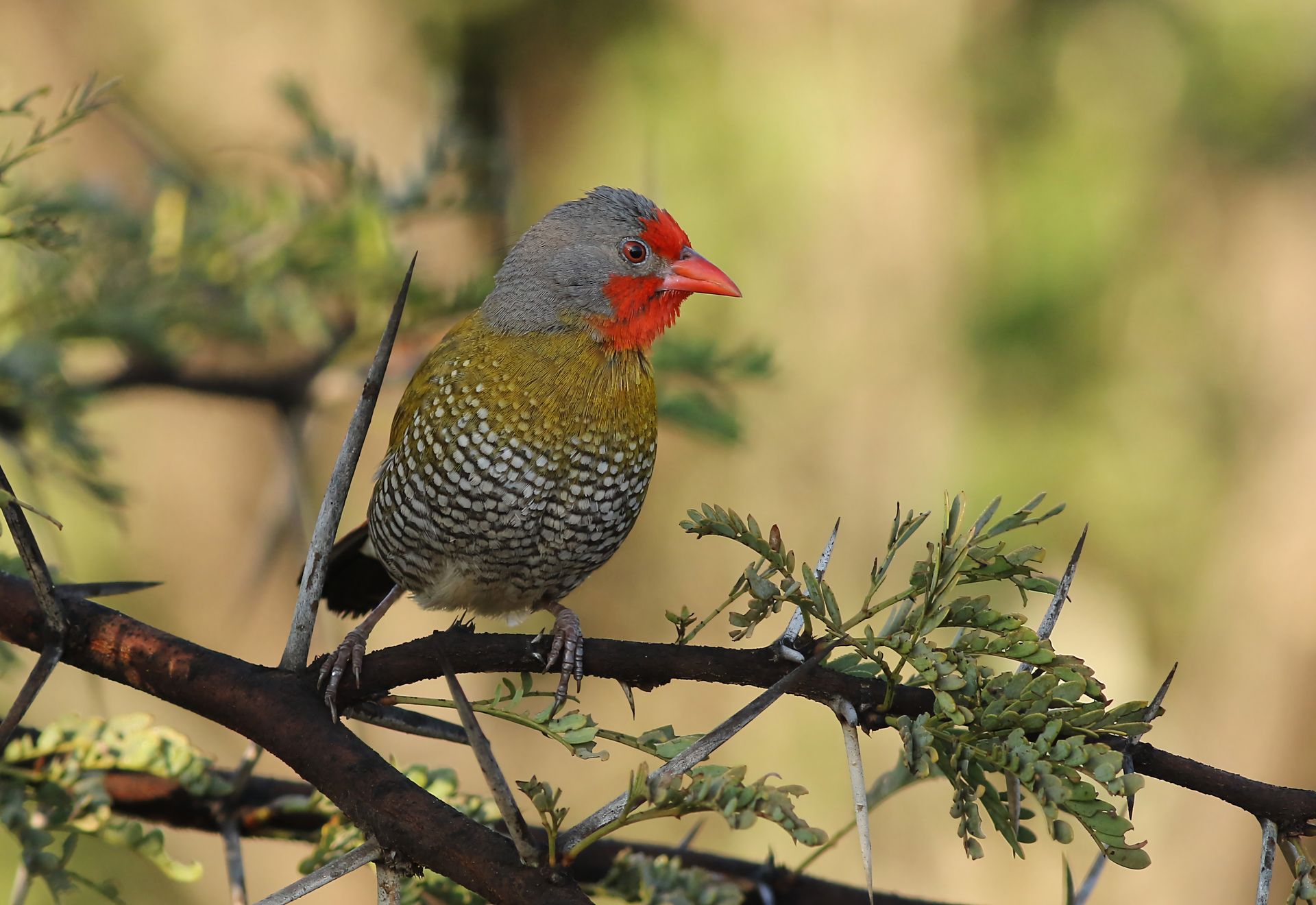 Close-up of a Green-winged Pytilia bird perched on a branch in natural habitat.