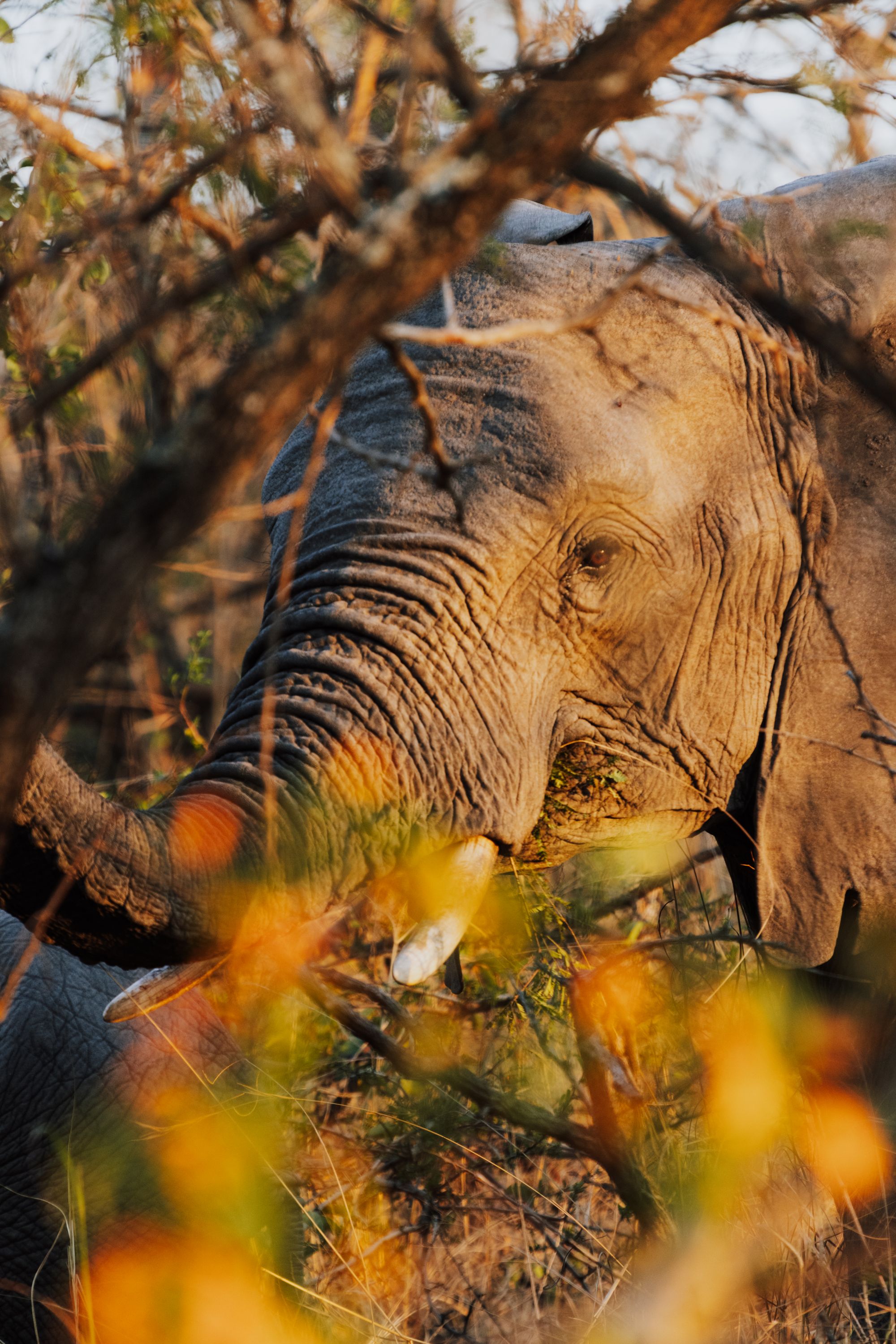 Johannesburg, Pilanesberg, Garden Route & Cape Town