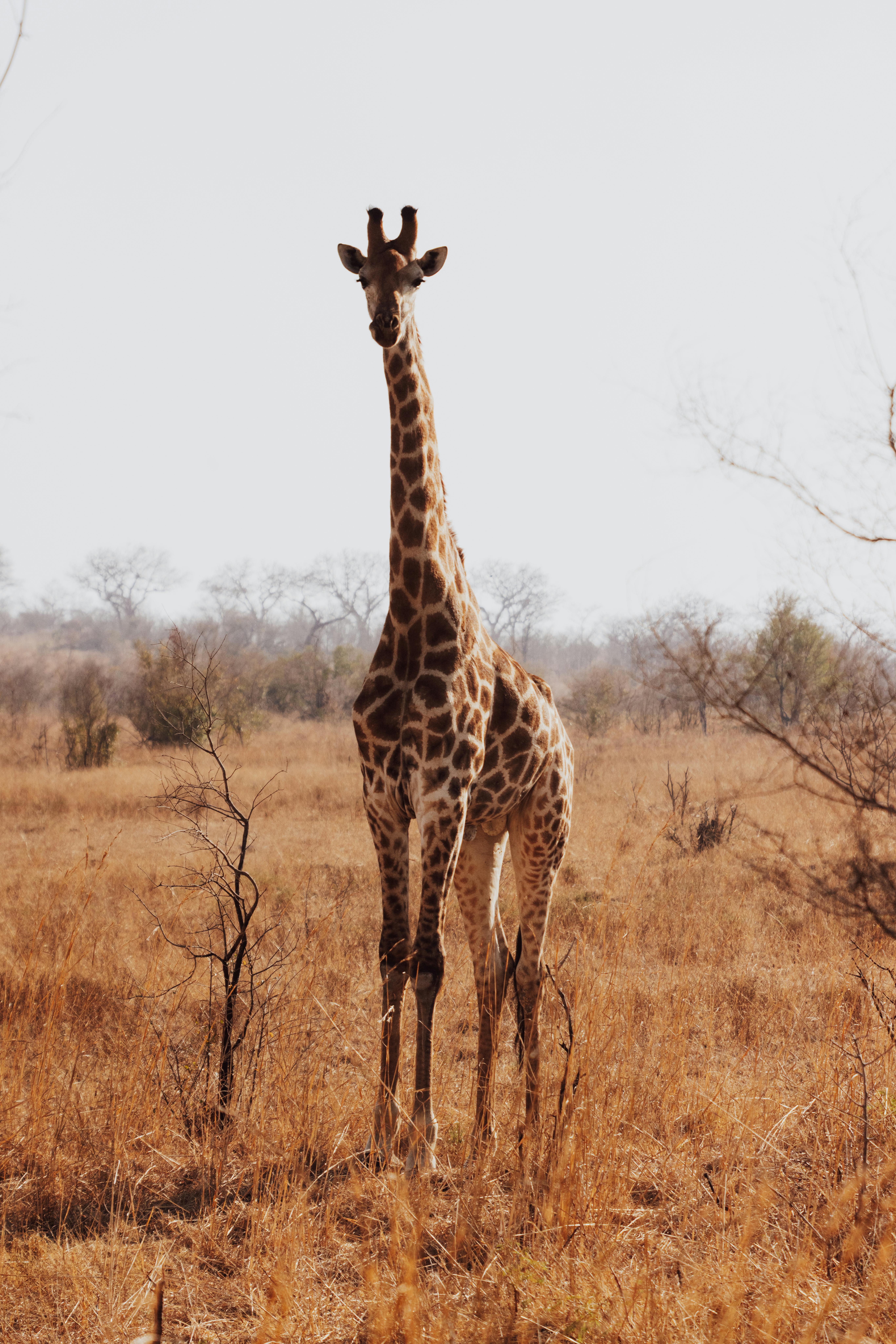 A giraffe stands tall in the golden savannah of South Africa's wilderness.