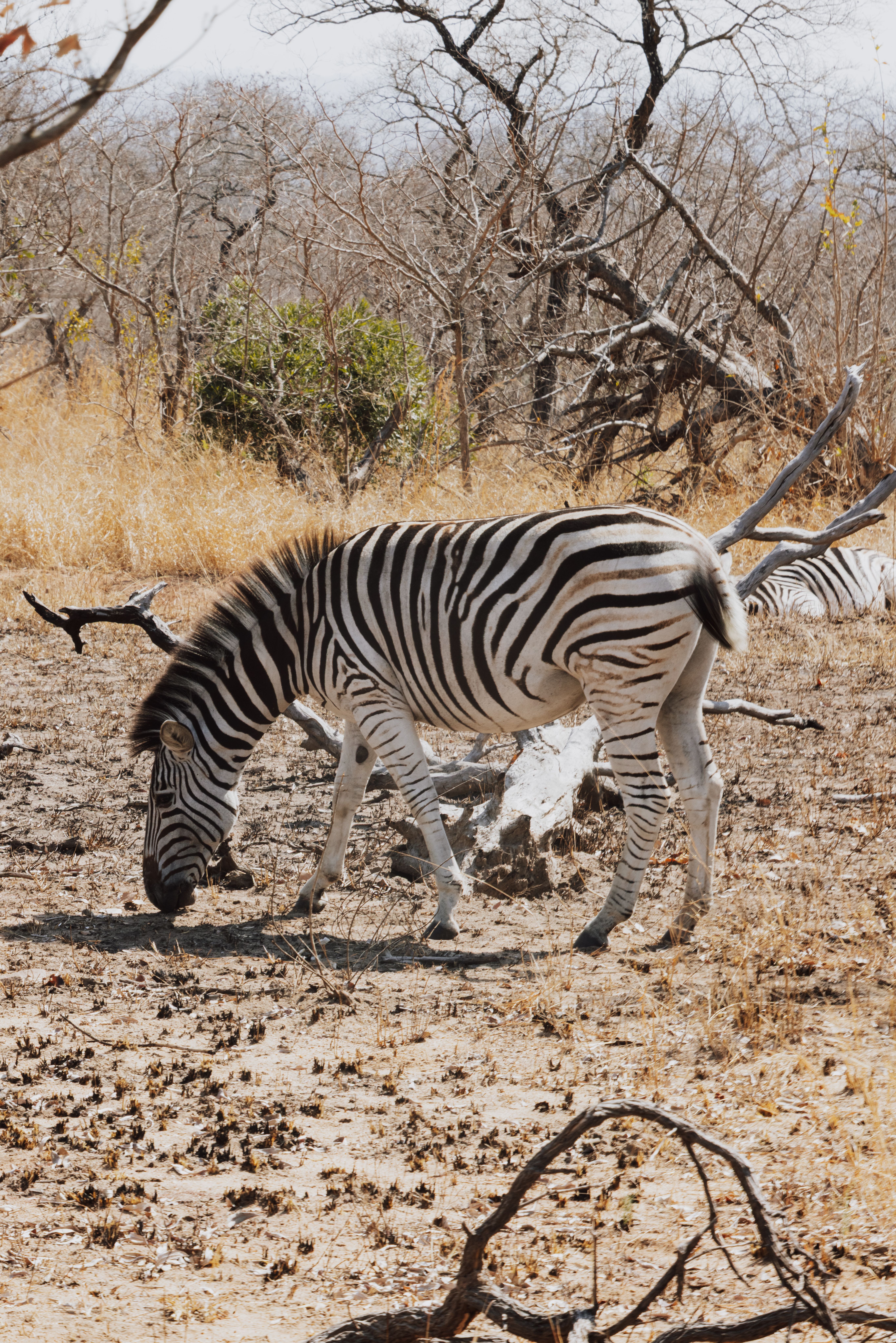 Grazing Zebra in South African Savannah · Free Stock Photo