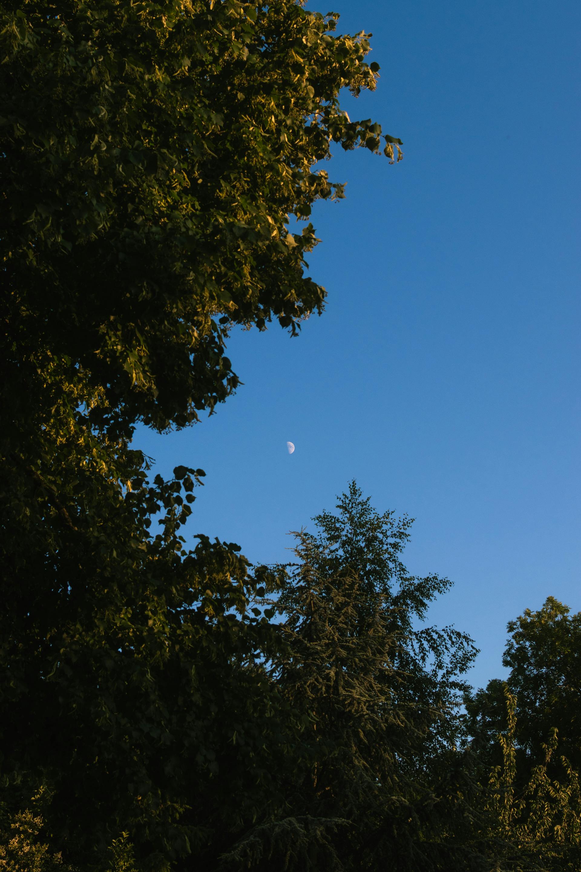 Serene nature scene with crescent moon and trees under a deep blue sky.