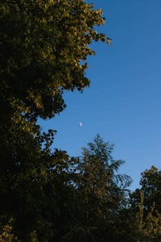 Serene nature scene with crescent moon and trees under a deep blue sky.