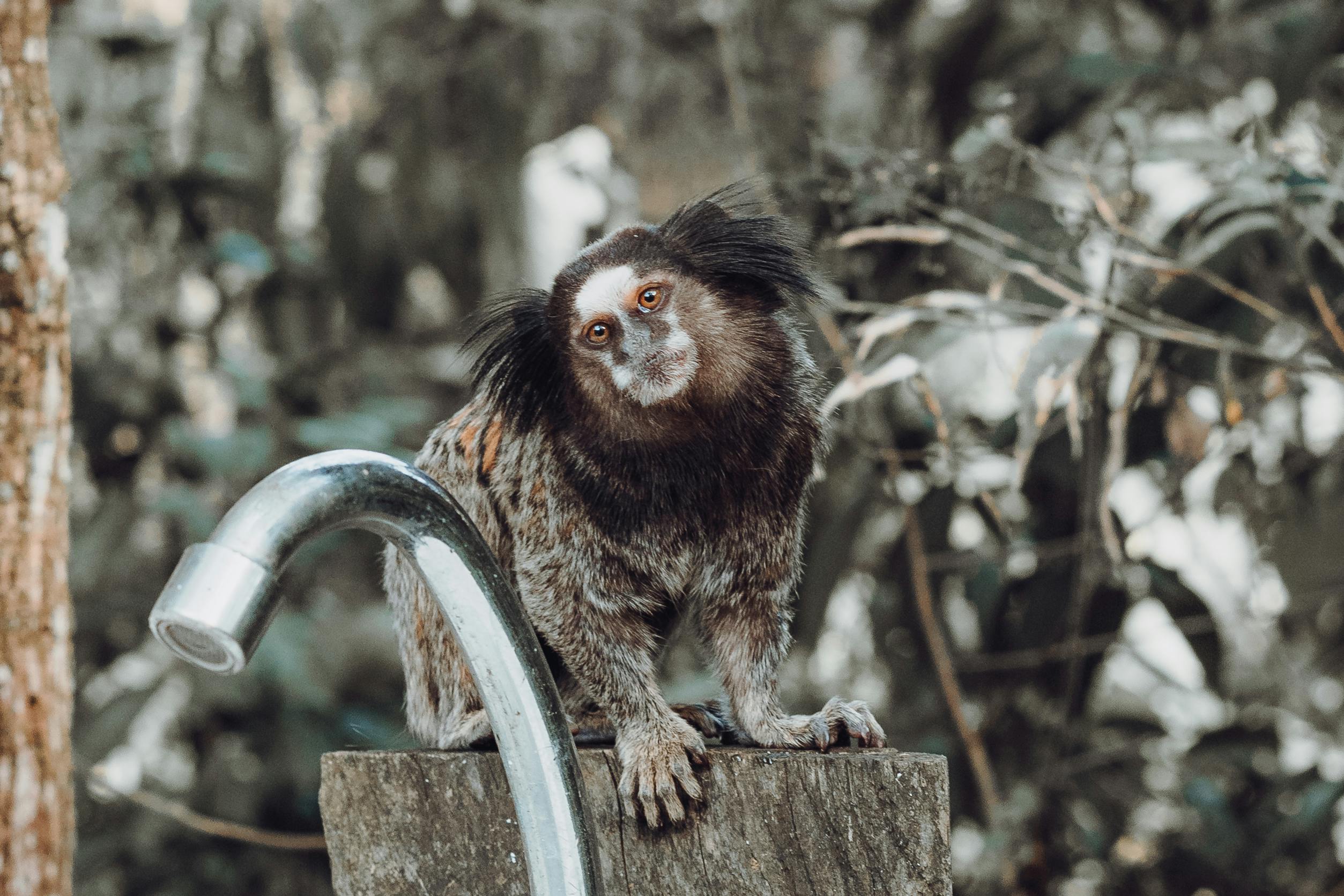 A curious common marmoset perches on a tree stump amidst a lush forest setting, near a metal water spout.