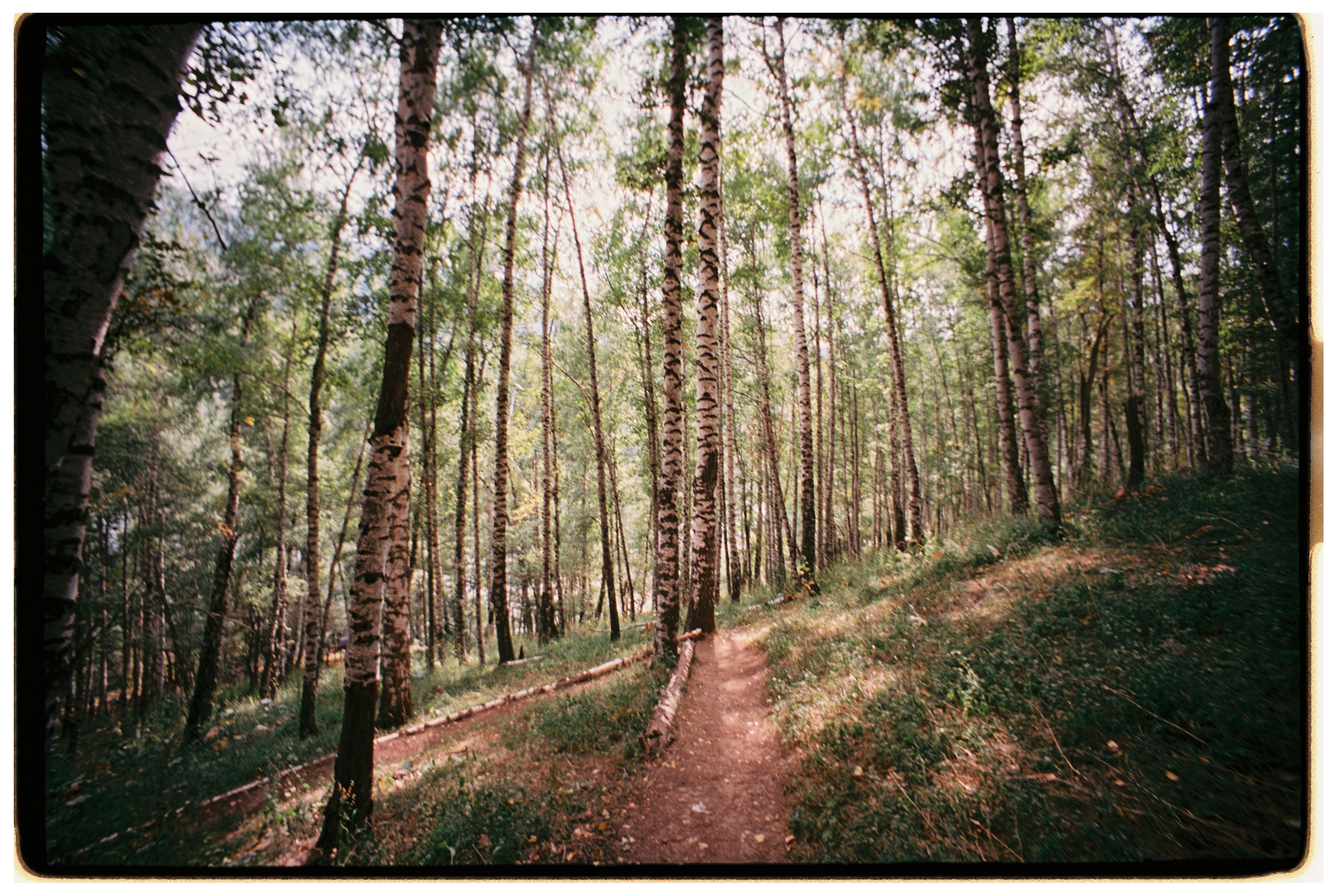 Serene Birch Forest Path in Summer Light · Free Stock Photo