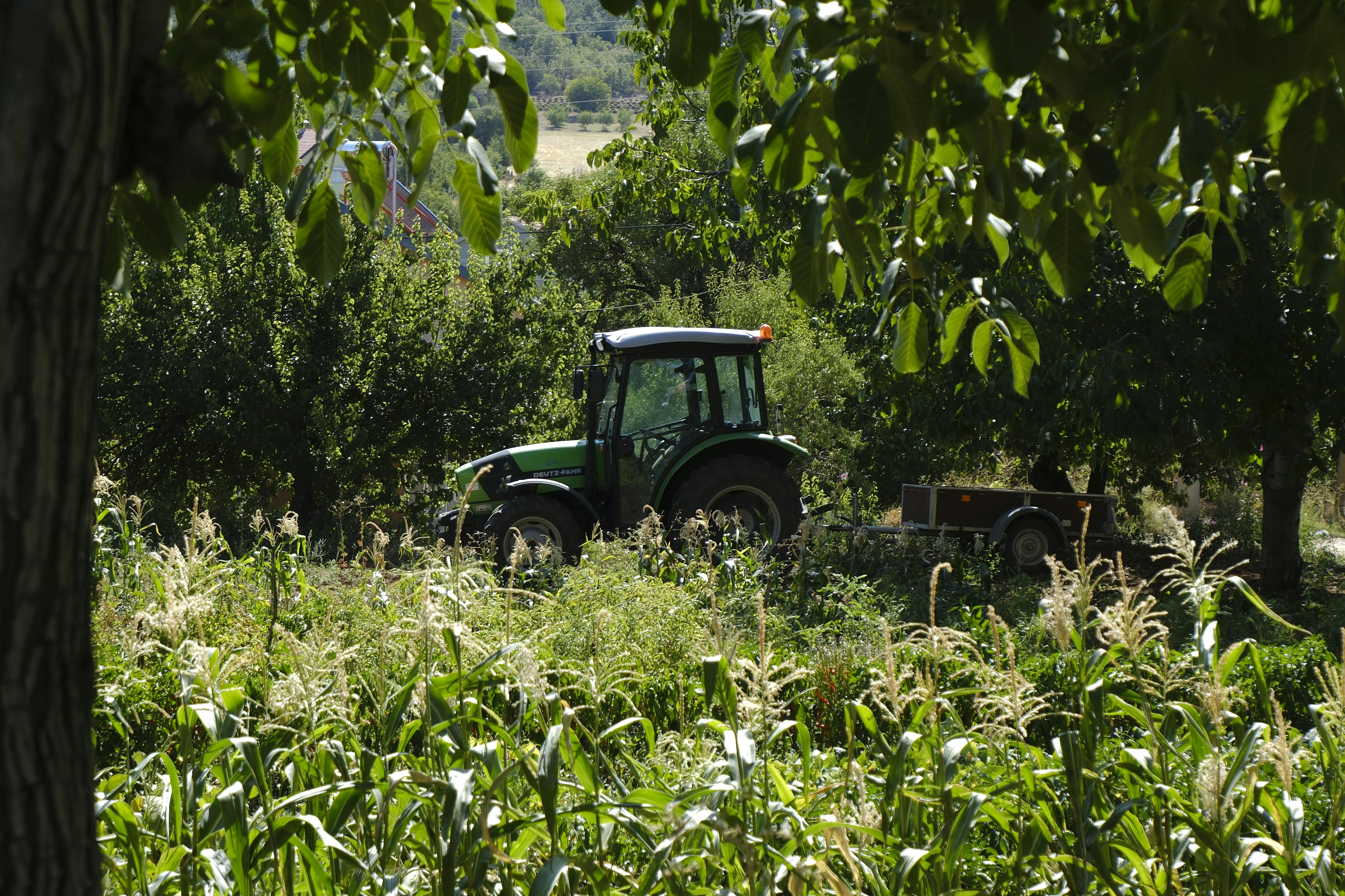 Sustainable Harvesting of Wild Ingredients: Practices for Preservation and Longevity