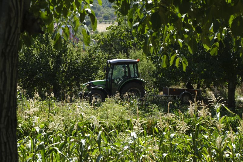 A green tractor parked in a leafy orchard during a sunny day