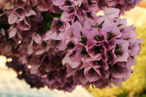 Free Detailed image of blooming purple bougainvillea flowers with a warm, earthy tone. Stock Photo