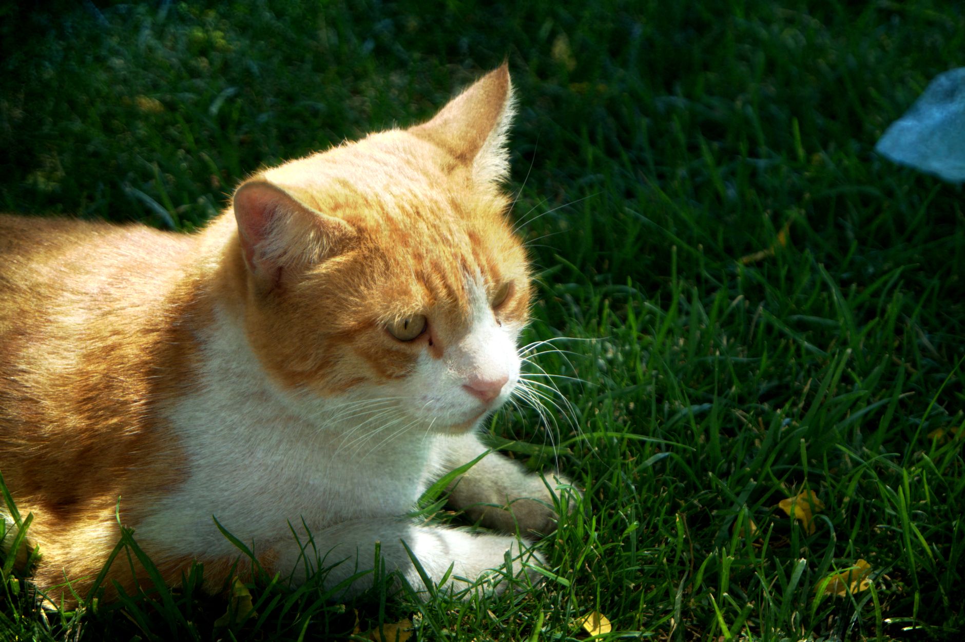 Portrait of a cat at a veterinary clinic