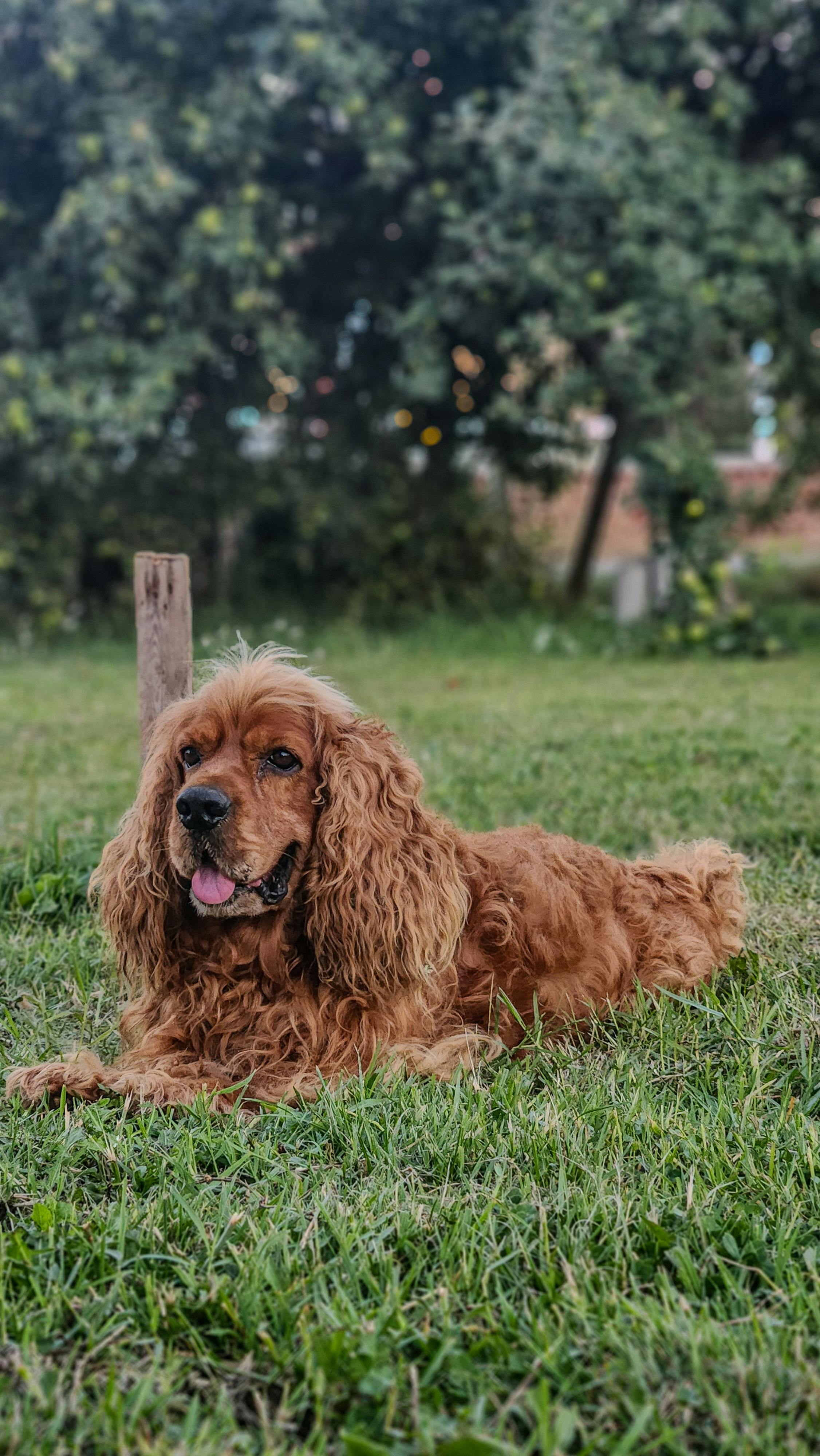 8 26國際狗狗日｜不只陪毛孩慶祝 這些養狗常識你該懂