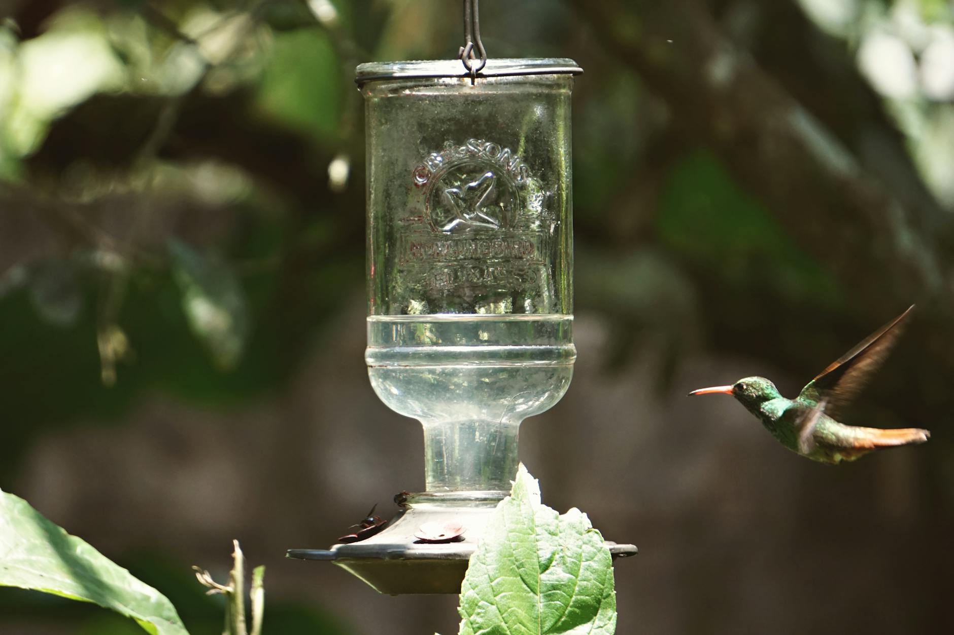 smart bird feeder Vergleich