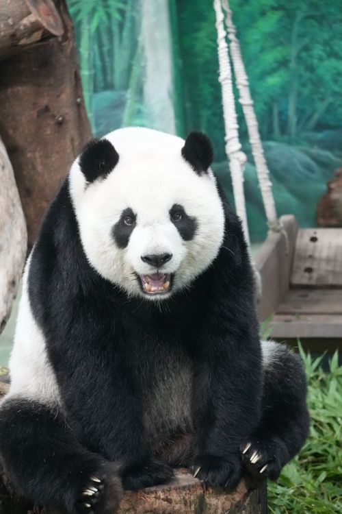 Free A charming giant panda sitting indoors with lush greenery backdrop. Stock Photo
