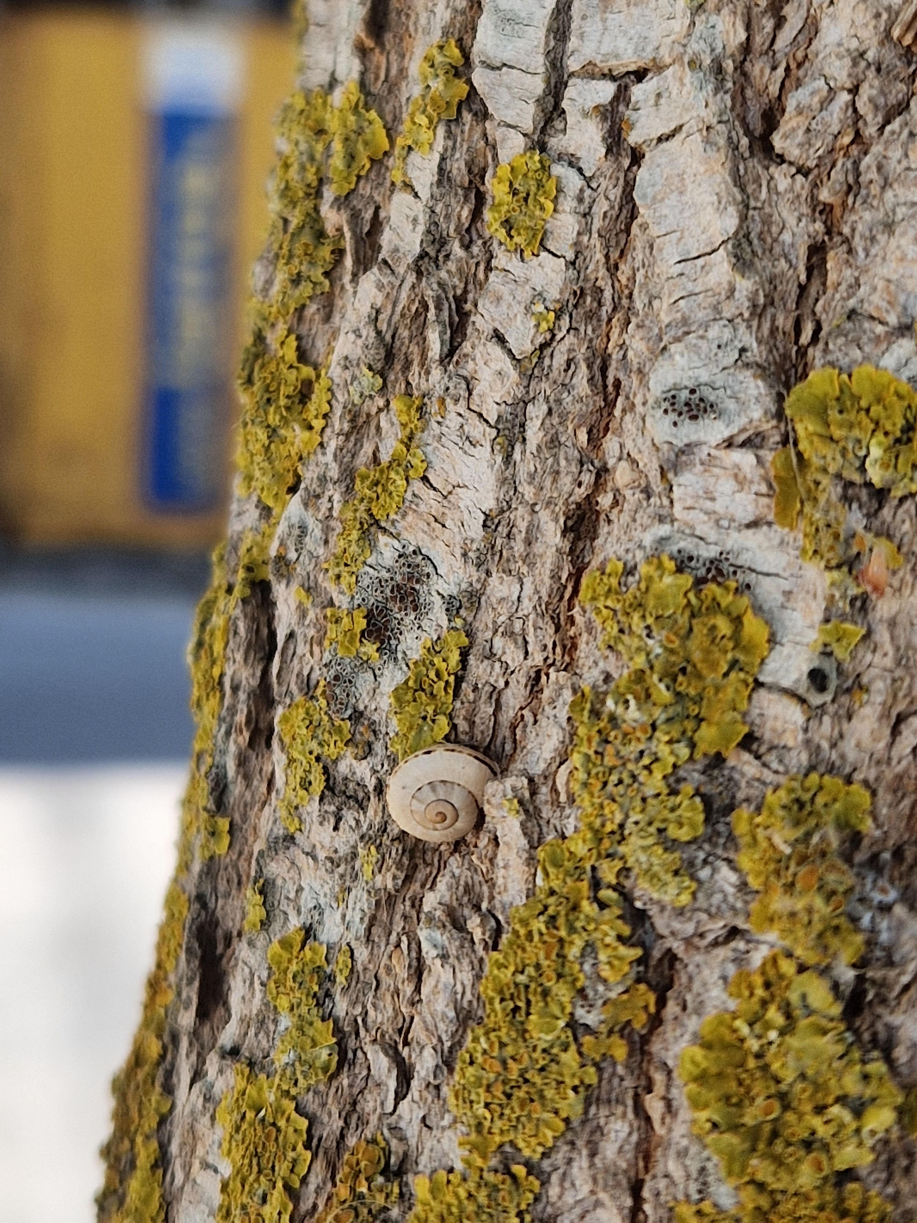 Tree Shells Photos, Download The BEST Free Tree Shells Stock Photos ...