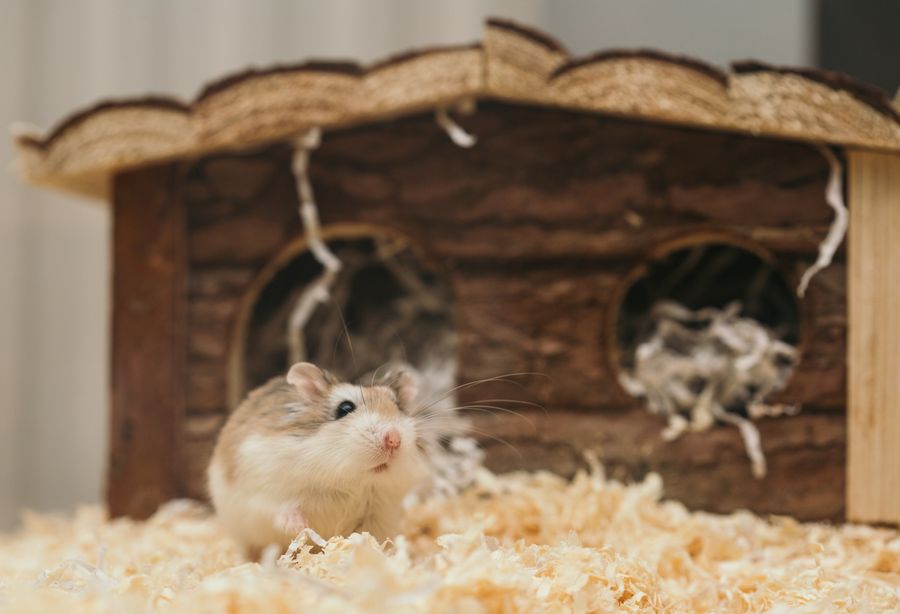 A hamster sitting upright and alert, watching with a cautious expression