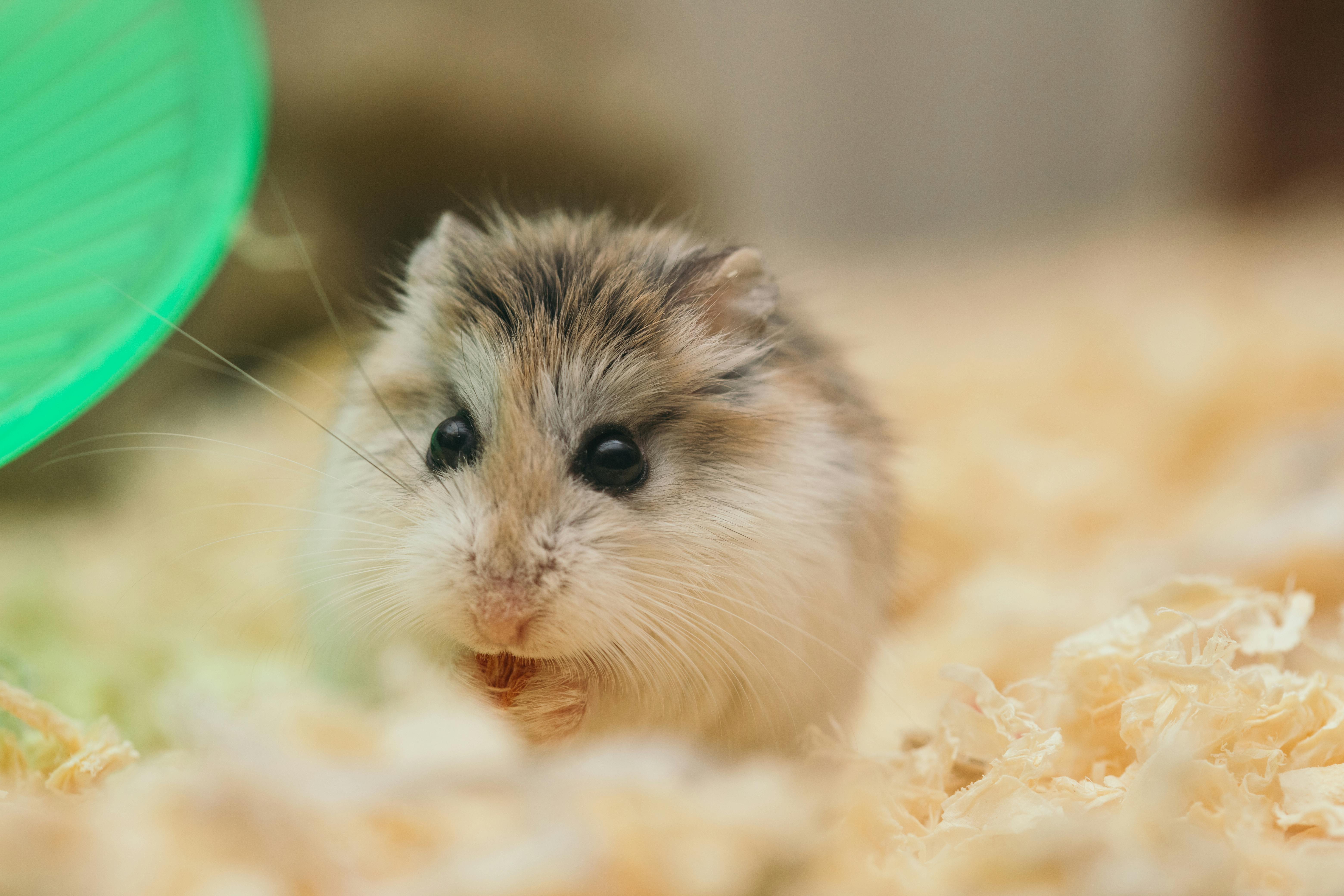 A caged hamster eating food. | Photo: Pexels