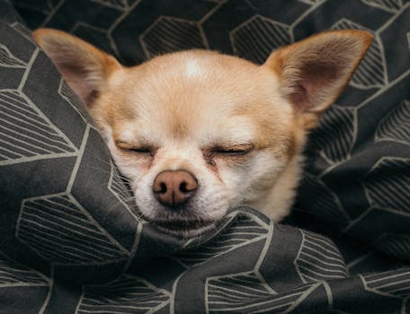 一只可爱的吉娃娃小狗舒适地裹在几何图案的毯子里睡觉