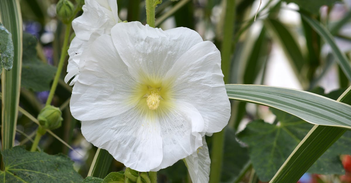 Free stock photo of botanique, fleur, fleur blanche