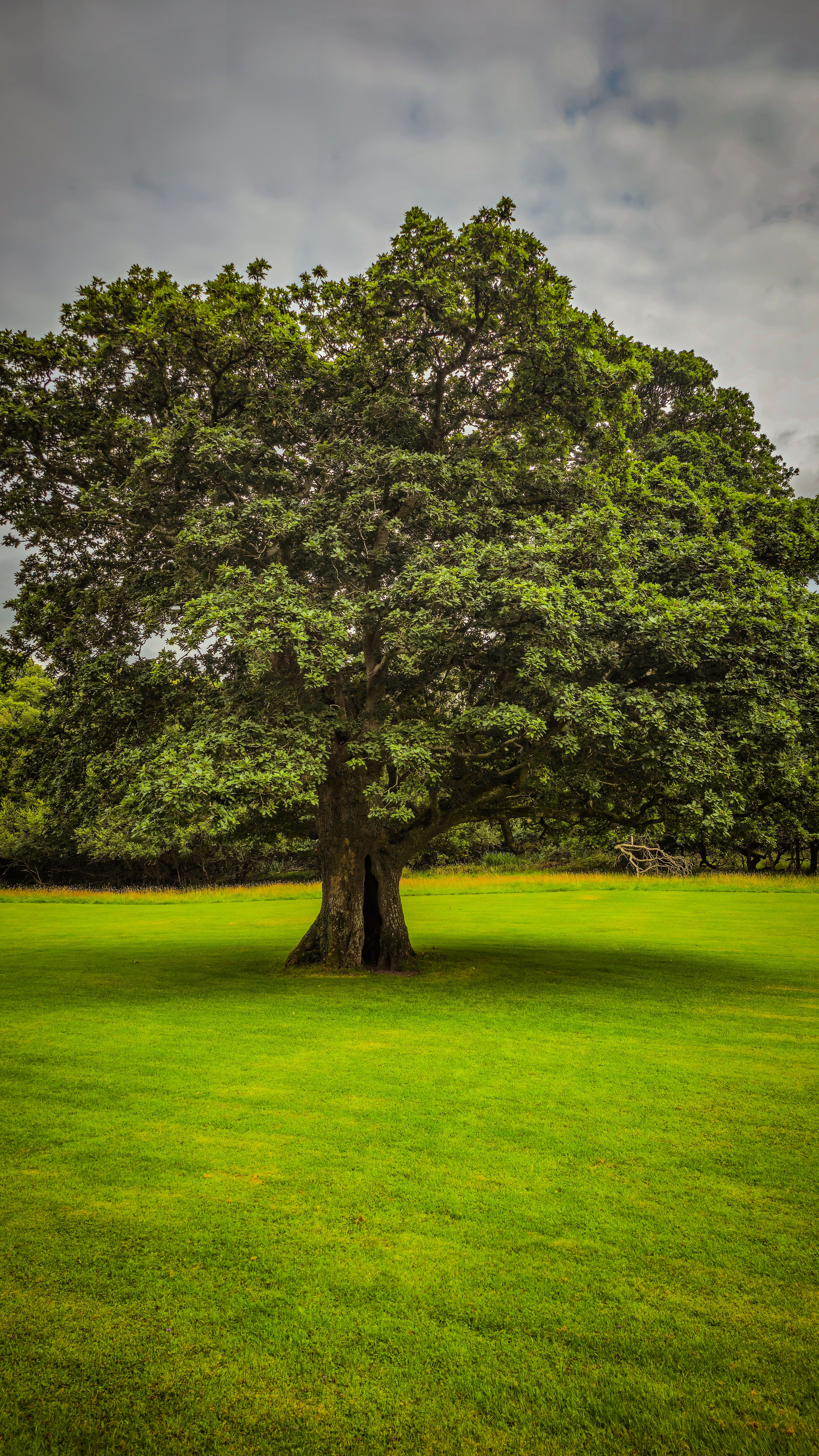 Majestic Oak Tree in Killarney National Park, Ireland · Free Stock Photo