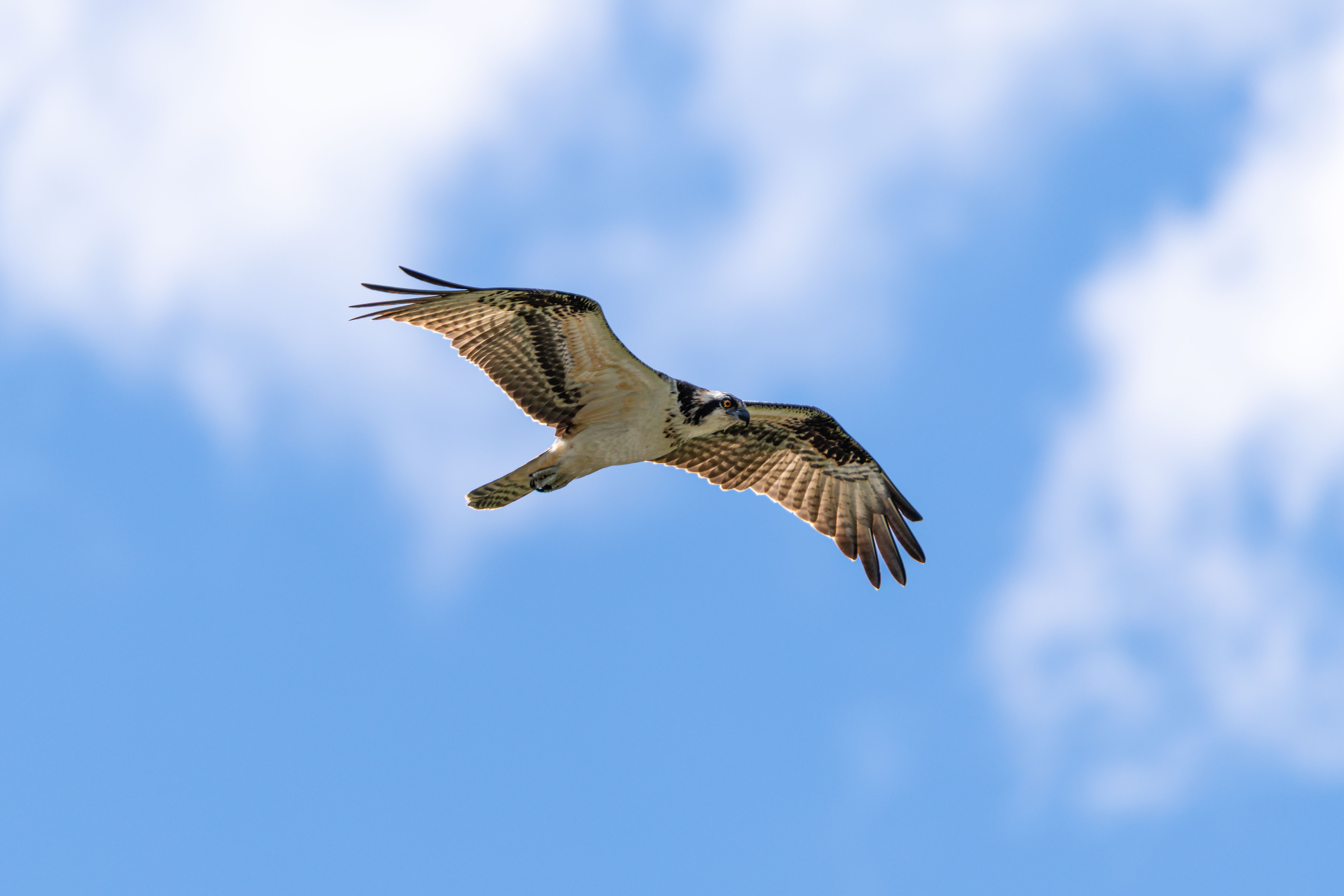 Osprey Soaring Against Clear Blue Sky · Free Stock Photo
