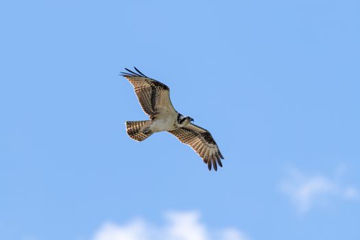 eagle photo