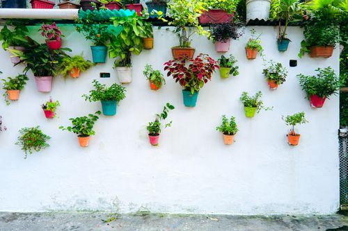 Free Vibrant arrangement of potted plants on a white wall, creating a vertical garden. Stock Photo