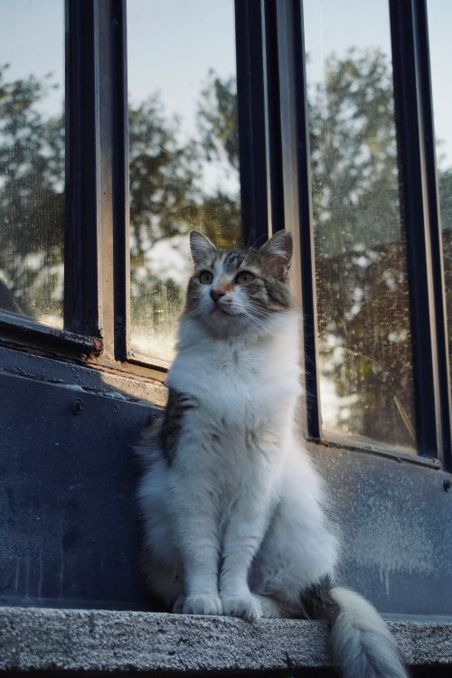 Free Adorable fluffy cat sitting by a sunlit window, enjoying the outdoors. Stock Photo