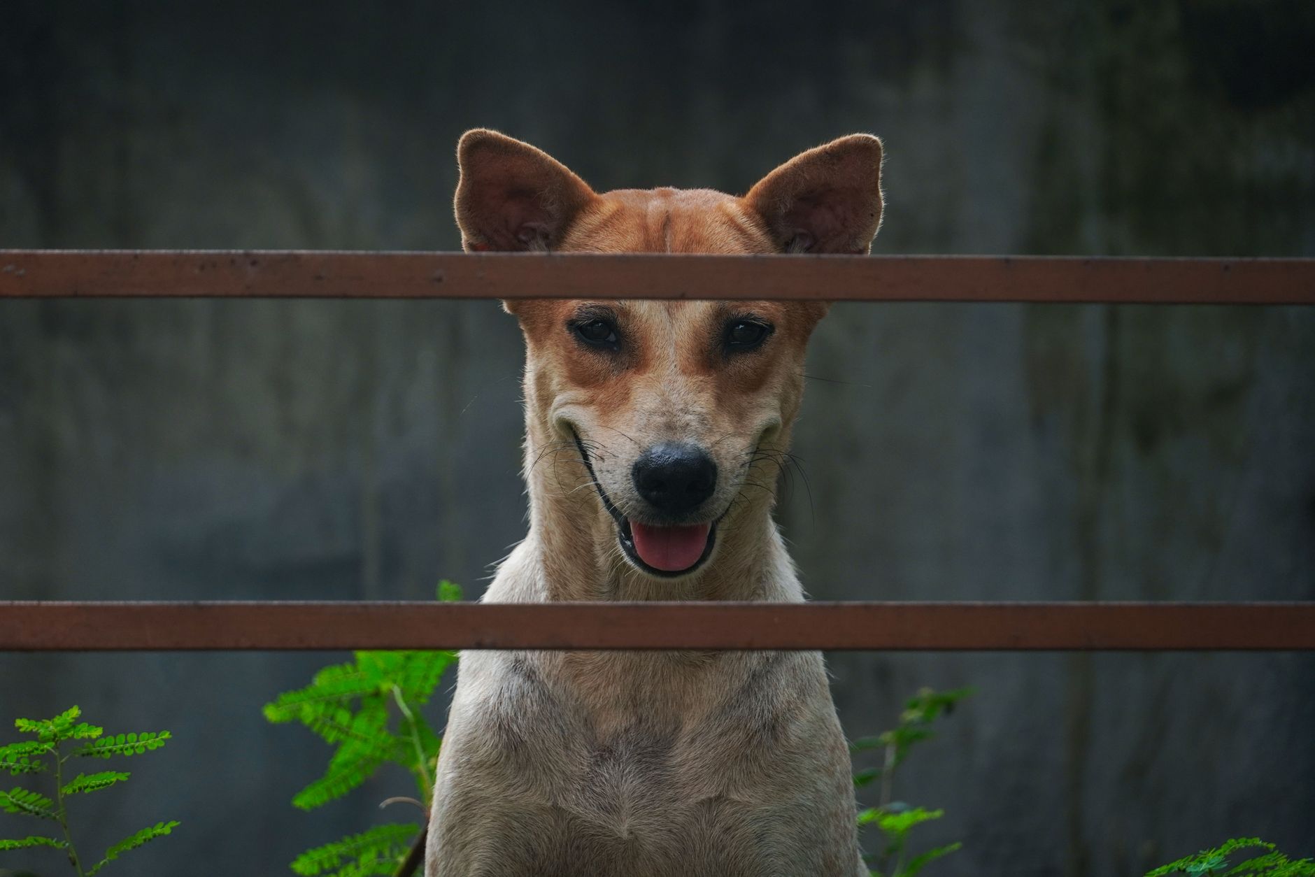 Portrait of a dog at a veterinary clinic