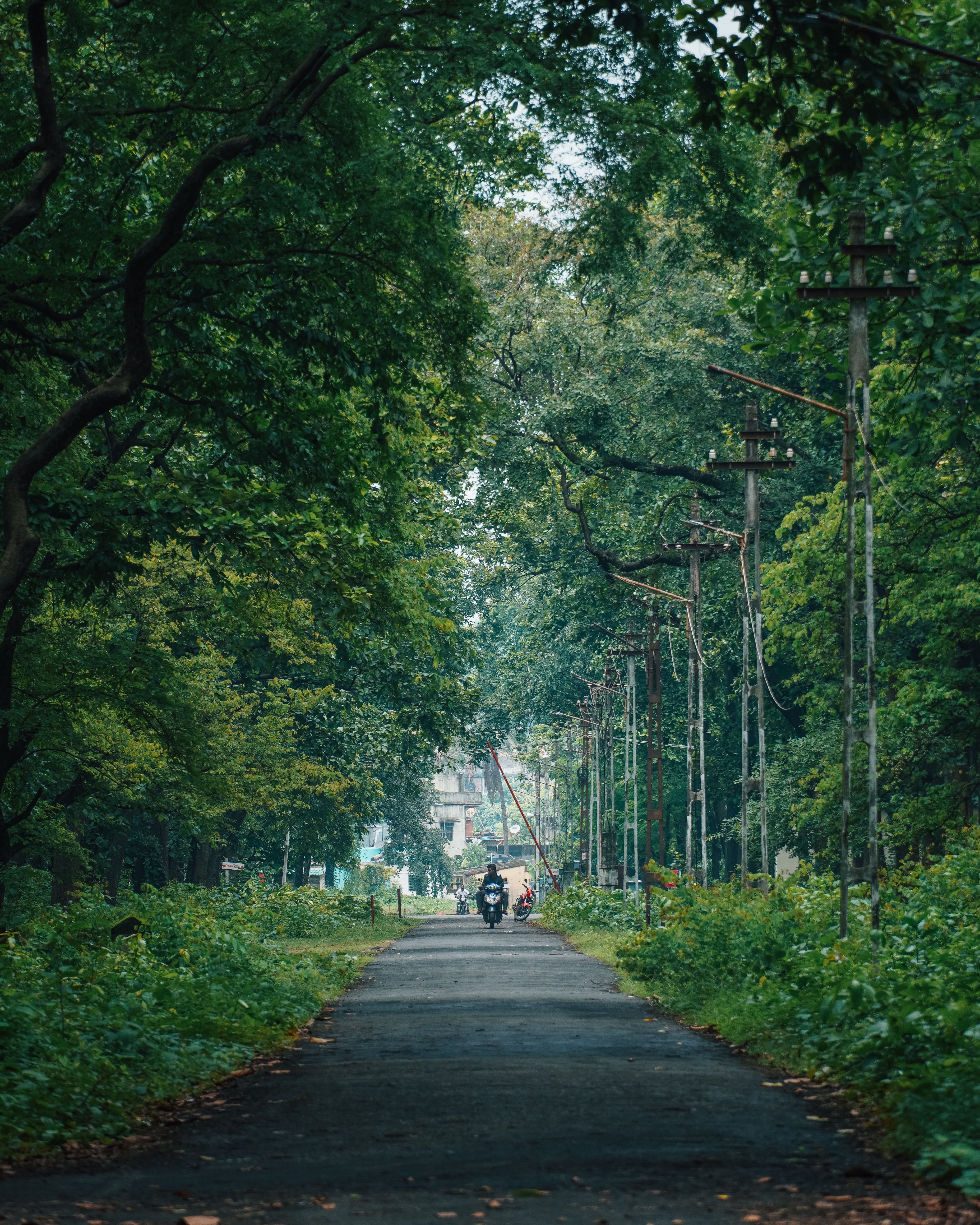 Two motorbike riders travel down a serene, tree-lined road, framed by lush greenery and rustic power lines.