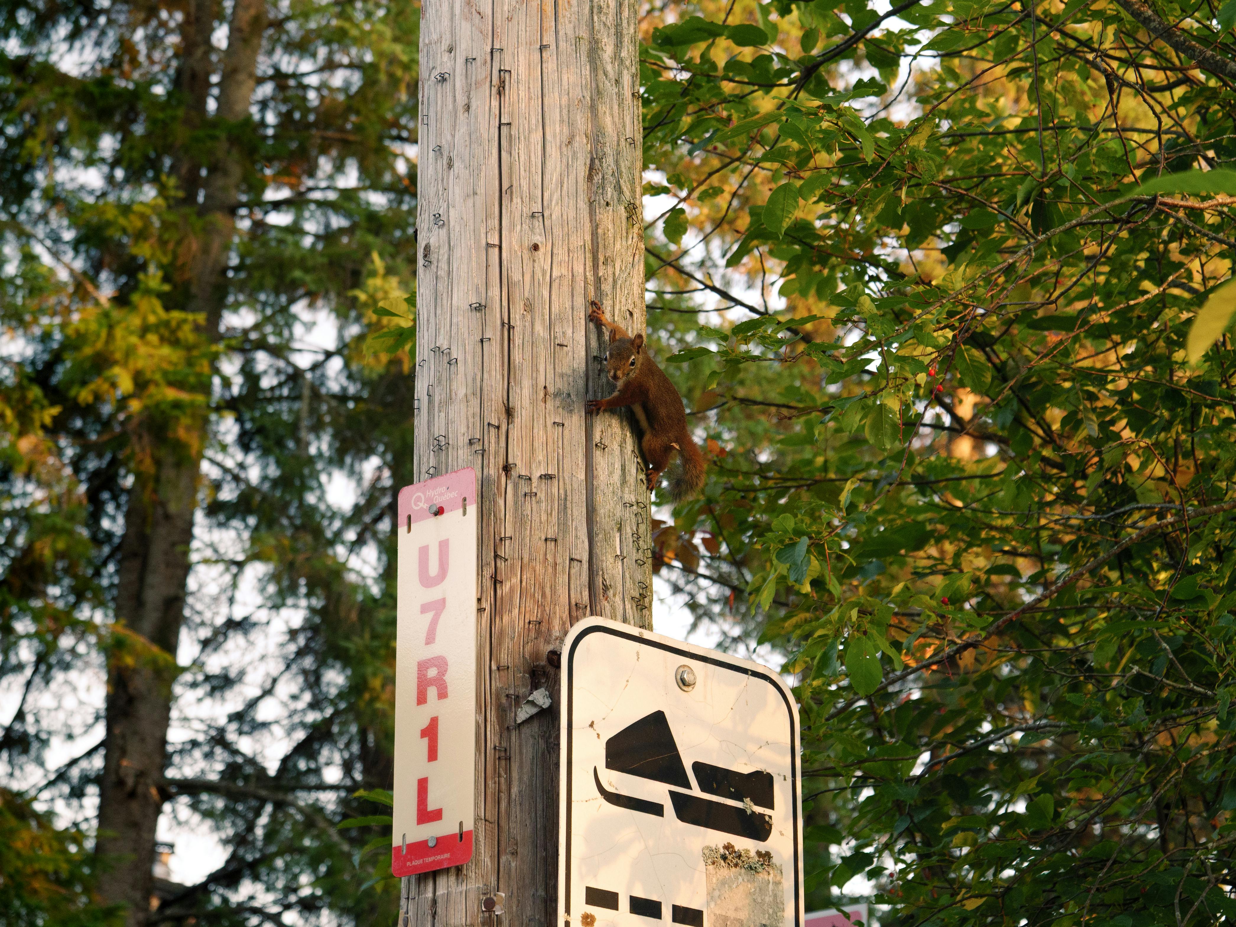Gratis Una ardilla trepa a un poste en un bosque soleado de Quebec, mezclando elementos urbanos y naturales. Foto de stock