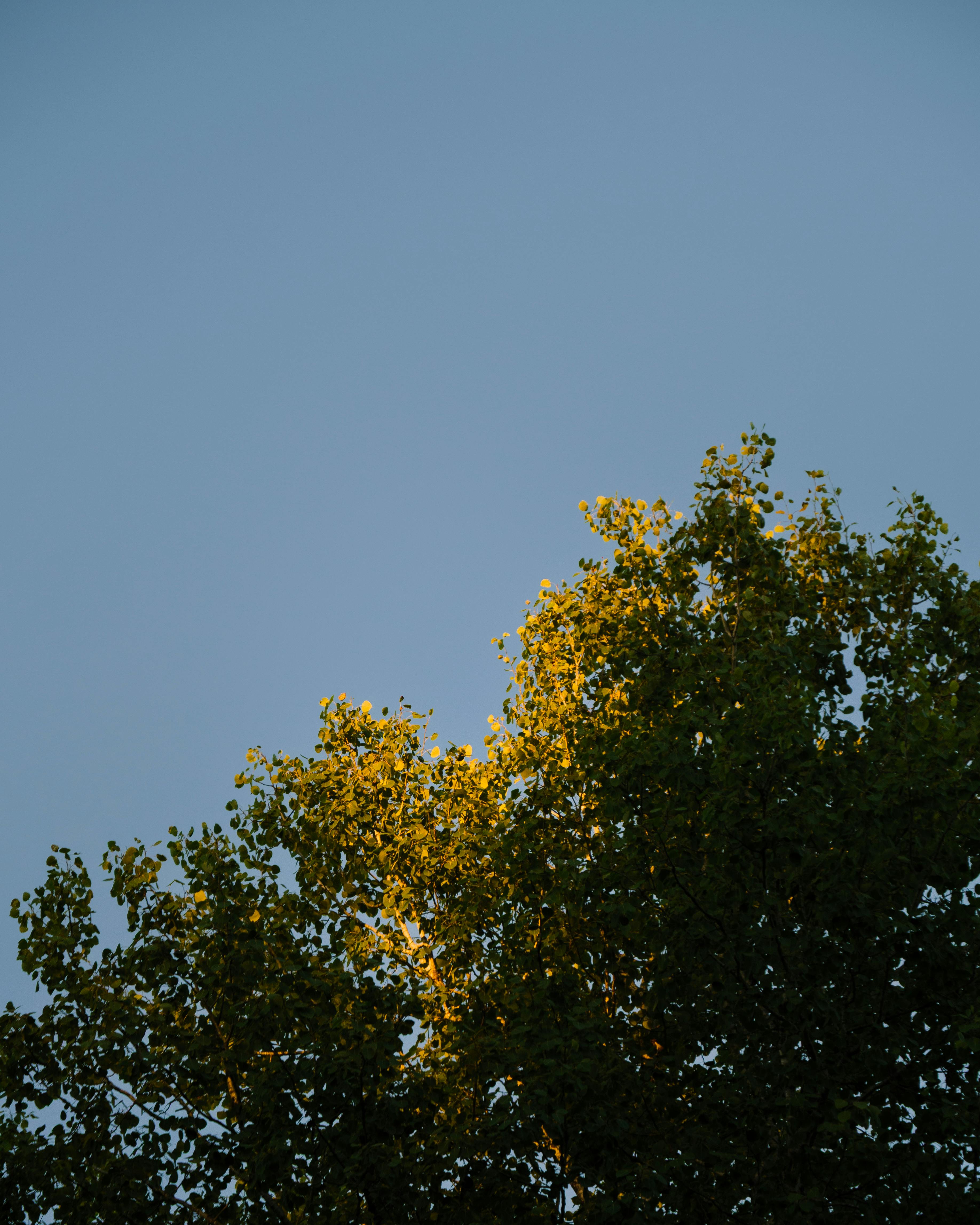 A peaceful view of sunlight filtering through tree leaves during a serene sunset in Quebec, Canada.