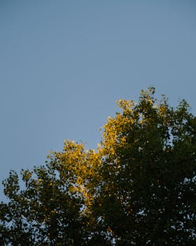 A peaceful view of sunlight filtering through tree leaves during a serene sunset in Quebec, Canada.