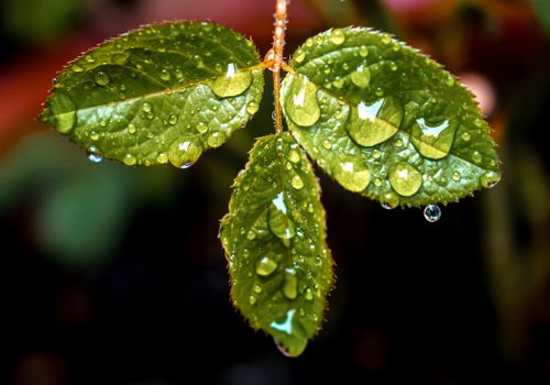 Free Vivid close-up of lush green leaves with dewdrops, capturing nature's beauty in detail. Stock Photo