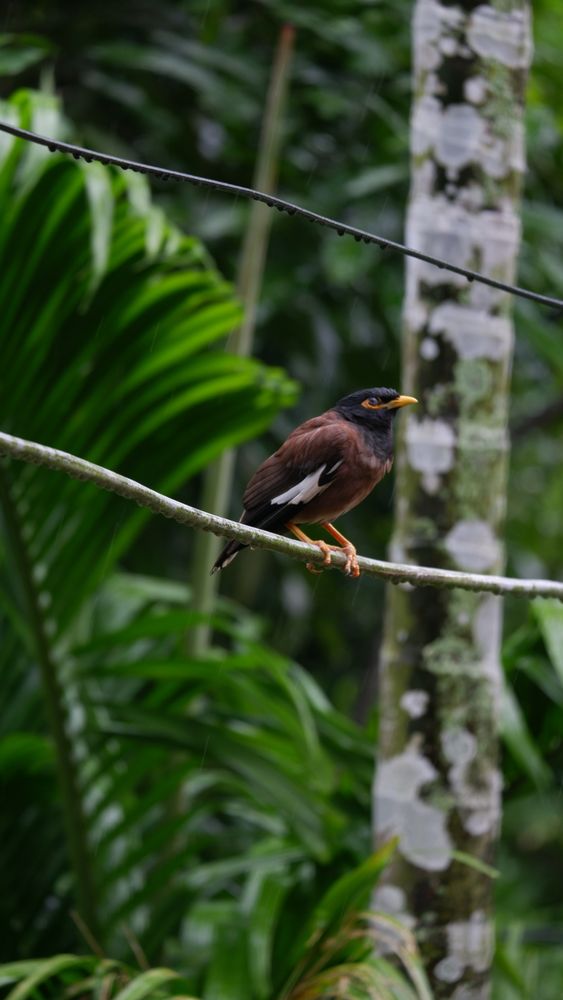 Myna Bird Photos, Download The BEST Free Myna Bird Stock Photos & HD Images