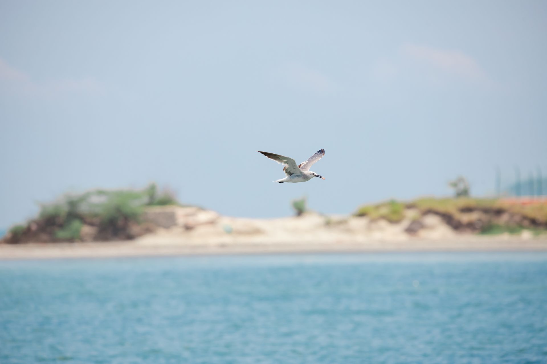 Pájaro del caribe