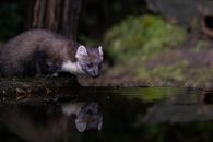 A European pine marten drinking from a reflective forest pond at night.