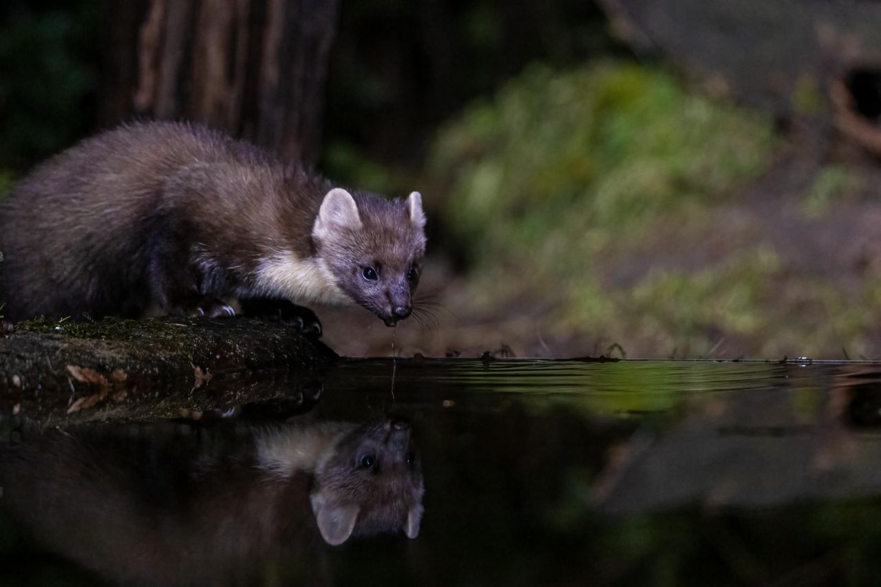 a european pine marten drinking from a reflective forest pond at night