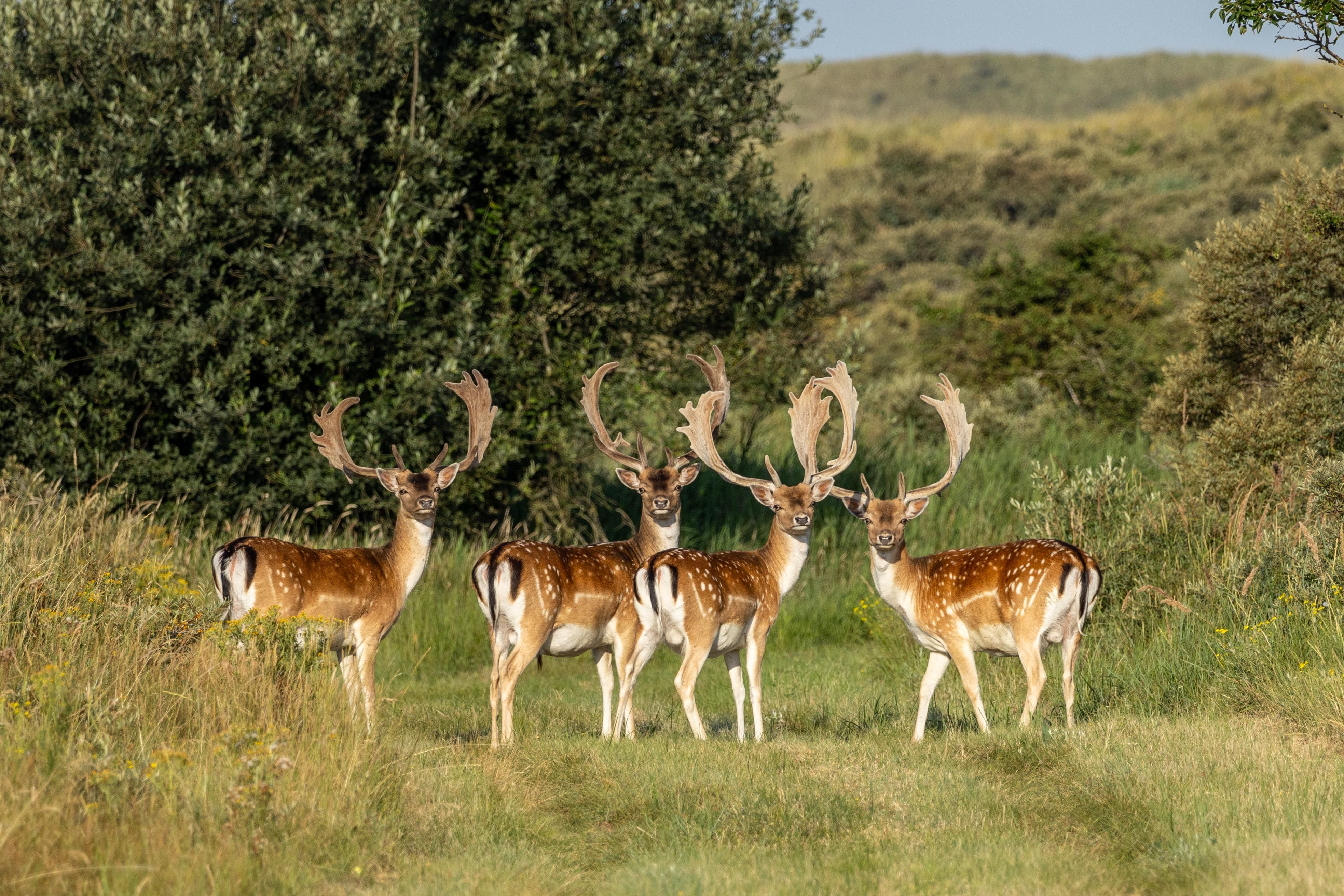 Four majestic fallow deer stand in a lush meadow in Vogelenzang, Noord-Holland.
