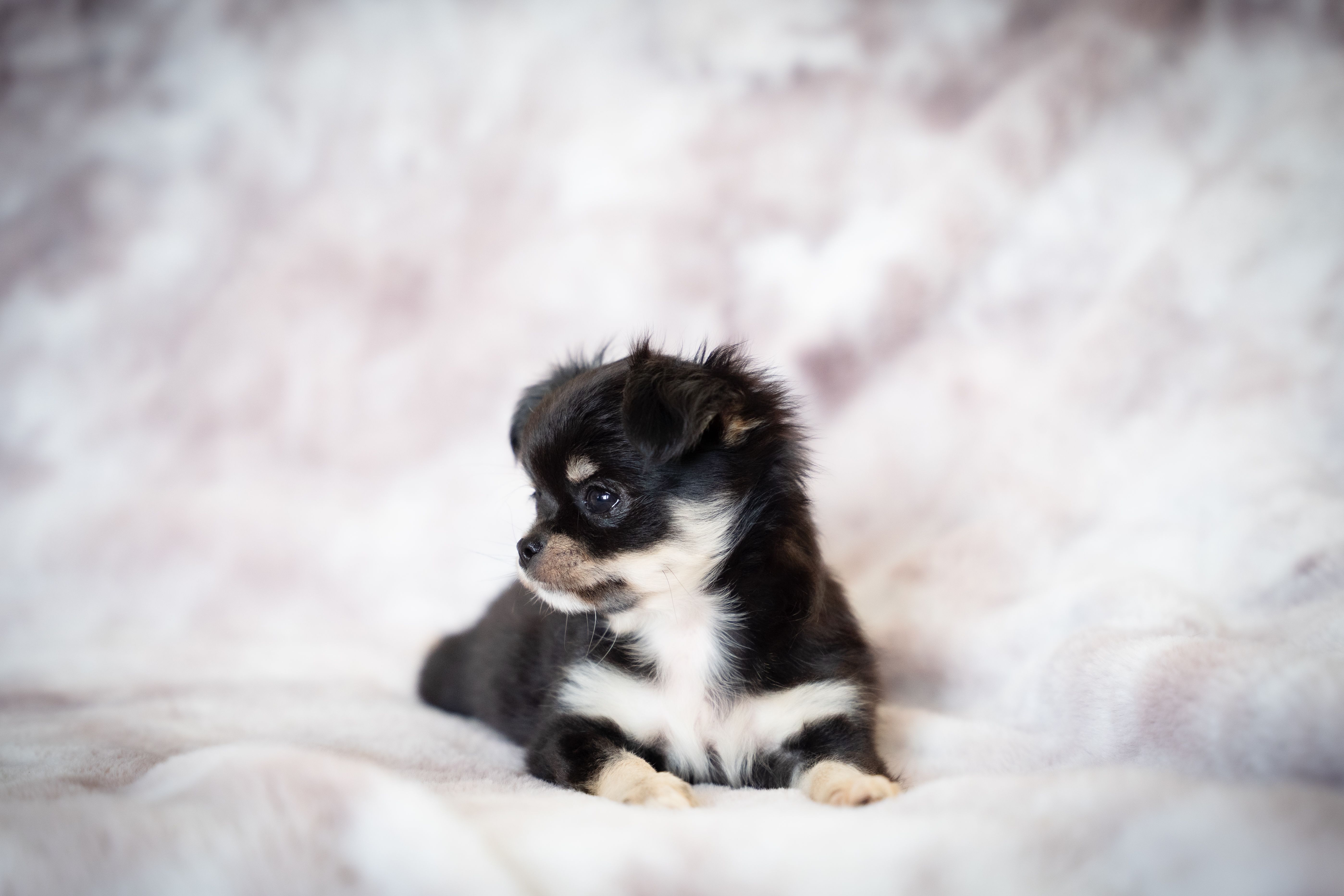 Adorable black long-haired Chihuahua puppy lying down, looking away, on a soft background.
