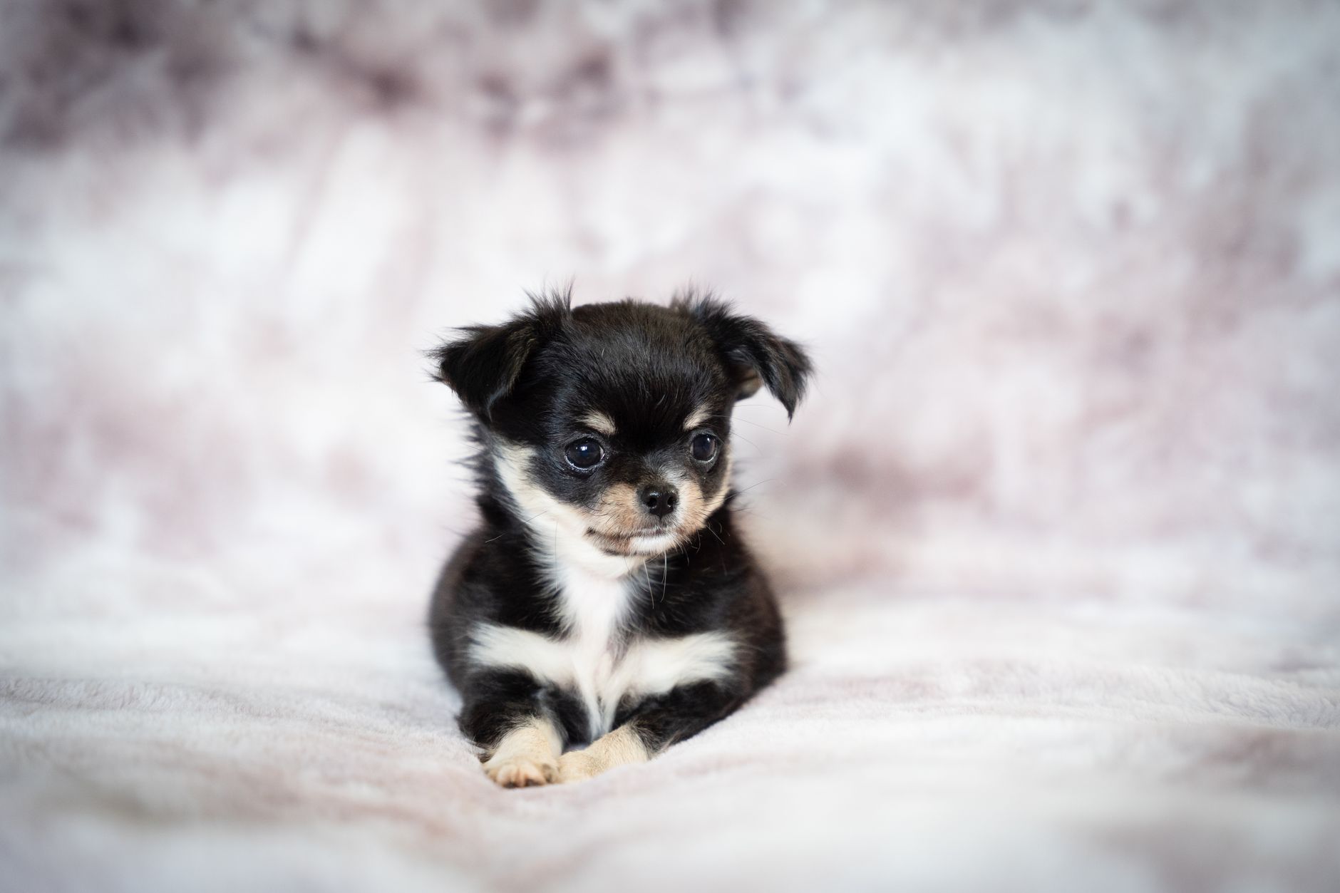 Coat Maintenance and Grooming Realities