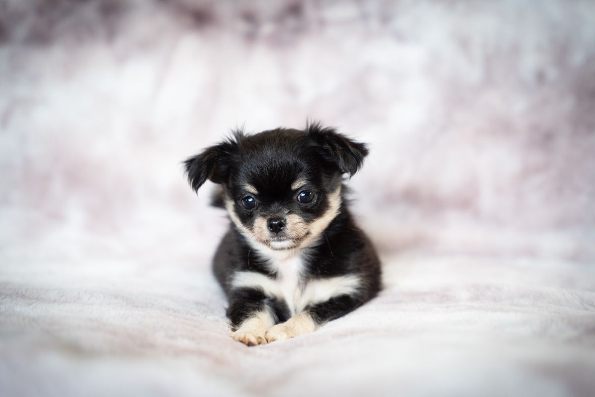 室内の背景の前に座る長毛チワワの子犬
