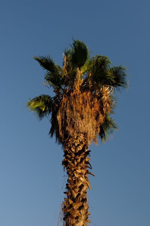 Free A majestic palm tree stands tall against a clear blue sky, capturing the essence of a sunny day. Stock Photo
