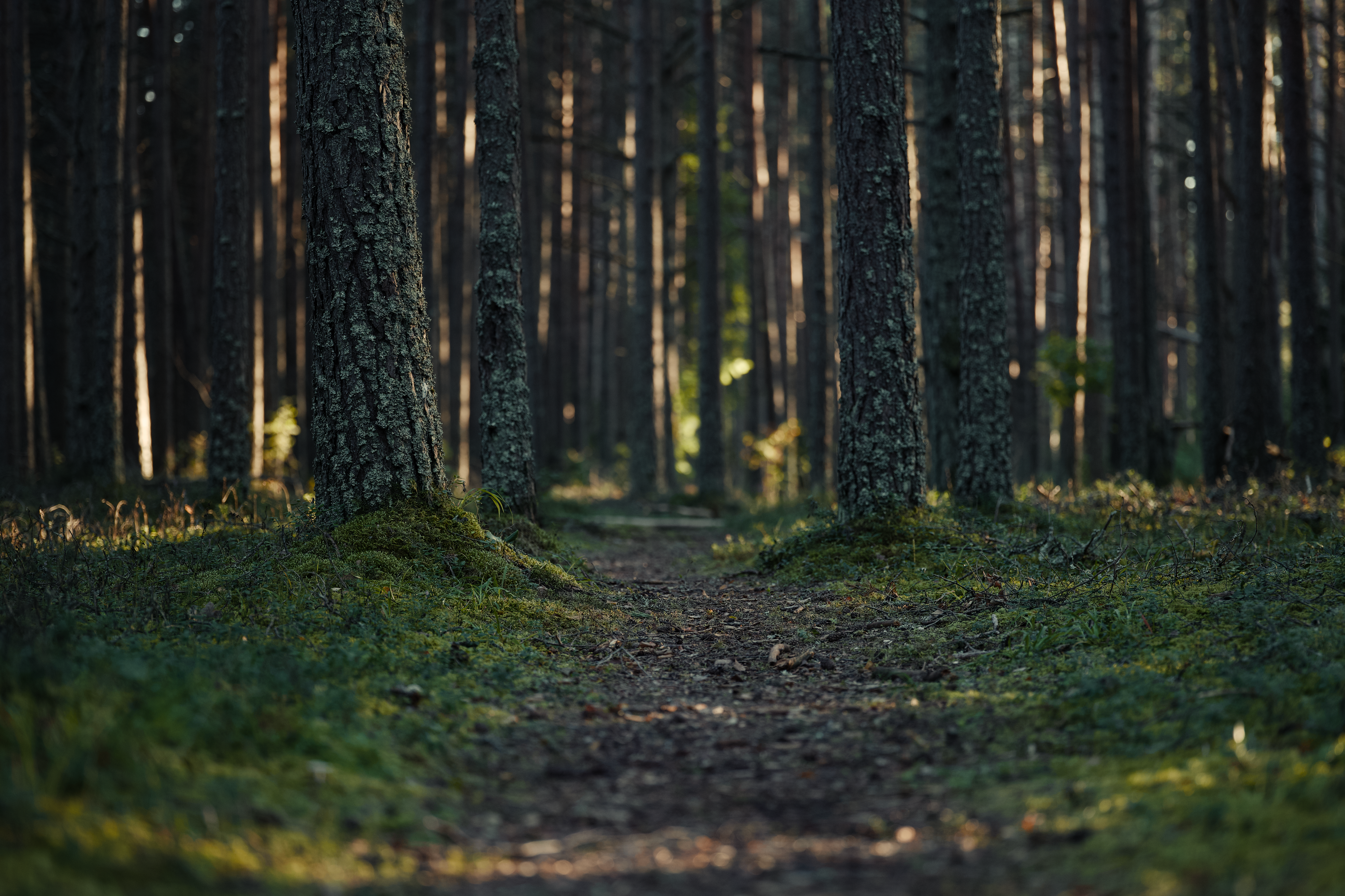 Healthspan White Paper: The Data-Driven Path to Longevity — Photo by Lauri Poldre on Pexels